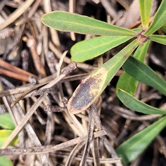 Phyllobrostis hartmanni