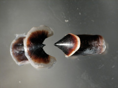 Stauroteuthis syrtensis