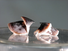 Stauroteuthis syrtensis