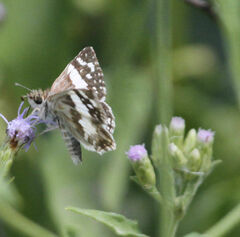 Heliopetes domicella