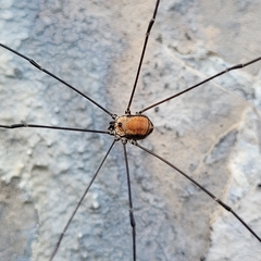 Leiobunum limbatum