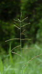 Urochloa mutica