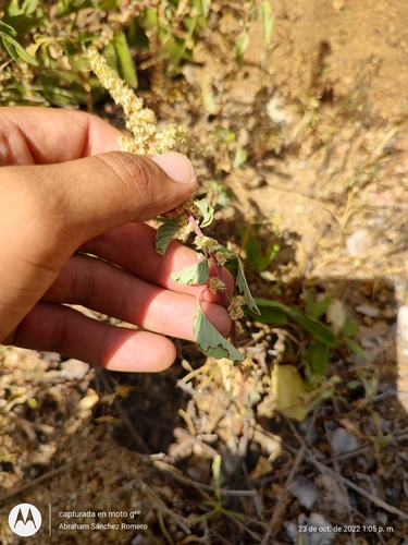 Image of Amaranthus watsonii by (c) Abraham Sánchez Romero, some rights reserved (CC BY)
