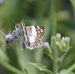 Heliopetes domicella
