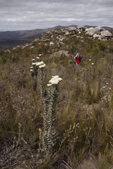 Syncarpha milleflora