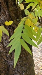 Juglans hindsii