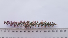 Erica bicolor