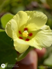 Gossypium davidsonii