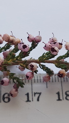 Erica bicolor