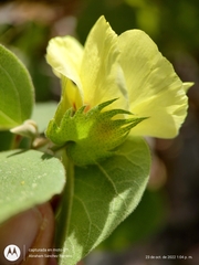Gossypium davidsonii