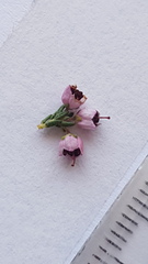 Erica bicolor