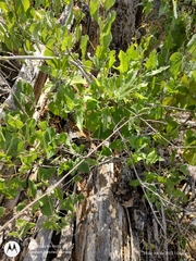Gossypium davidsonii