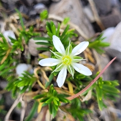 Moehringia ciliata