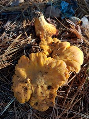 Cantharellus