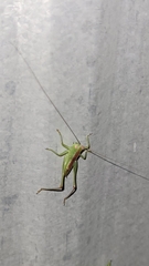Conocephalus brevipennis