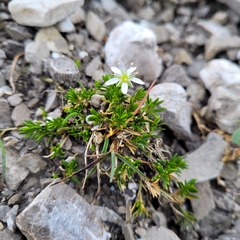 Moehringia ciliata
