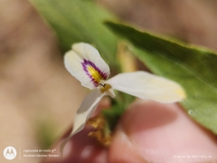 Carlowrightia arizonica