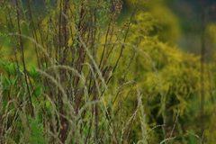 Sicalis
