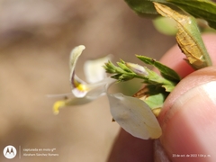 Carlowrightia arizonica