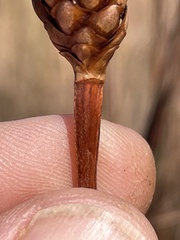 Xyris laxifolia iridifolia