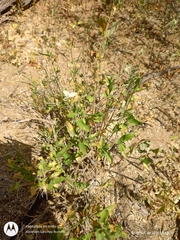 Carlowrightia arizonica