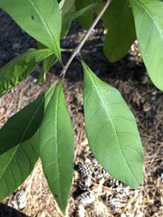 Chionanthus virginicus