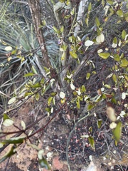 Ceanothus tomentosus