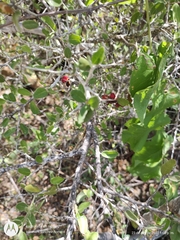 Castela peninsularis