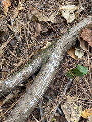 Xylobolus frustulatus