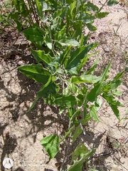 Bebbia atriplicifolia