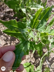 Bebbia atriplicifolia