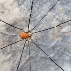 Leiobunum limbatum
