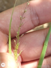 Setaria liebmannii