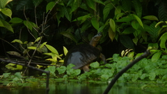 Rhinoclemmys funerea