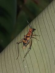 Phylloscyrtus