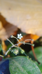 Samolus parviflorus