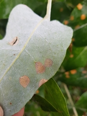 Teratosphaeria eucalypti