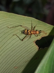Phylloscyrtus