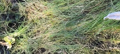Eleocharis acicularis