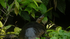 Rhinoclemmys funerea