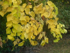 Vitis