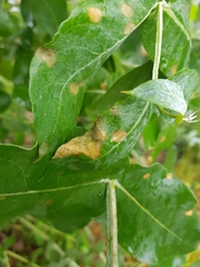 Teratosphaeria eucalypti