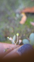 Samolus parviflorus