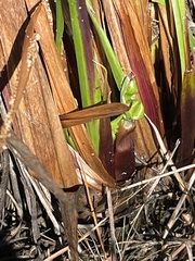 Xyris laxifolia iridifolia