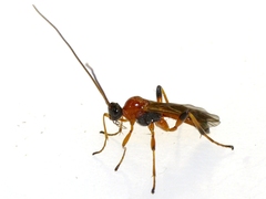 Aleiodes parasiticus