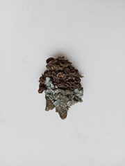 Melanohalea exasperata