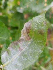 Teratosphaeria eucalypti