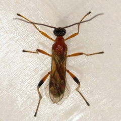 Aleiodes parasiticus