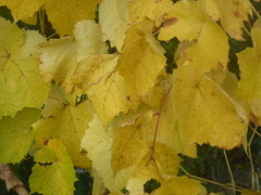 Vitis