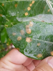 Teratosphaeria eucalypti